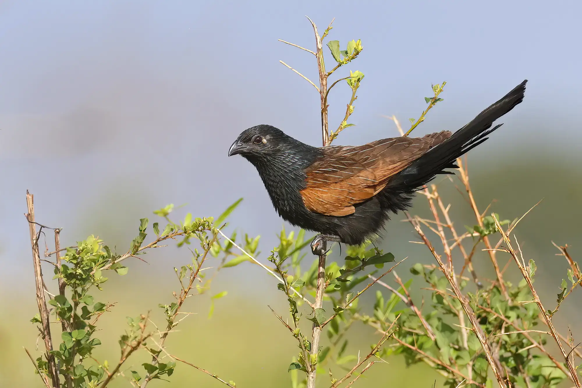 Black coucal perched on a shrub at Mavela Game Lodge