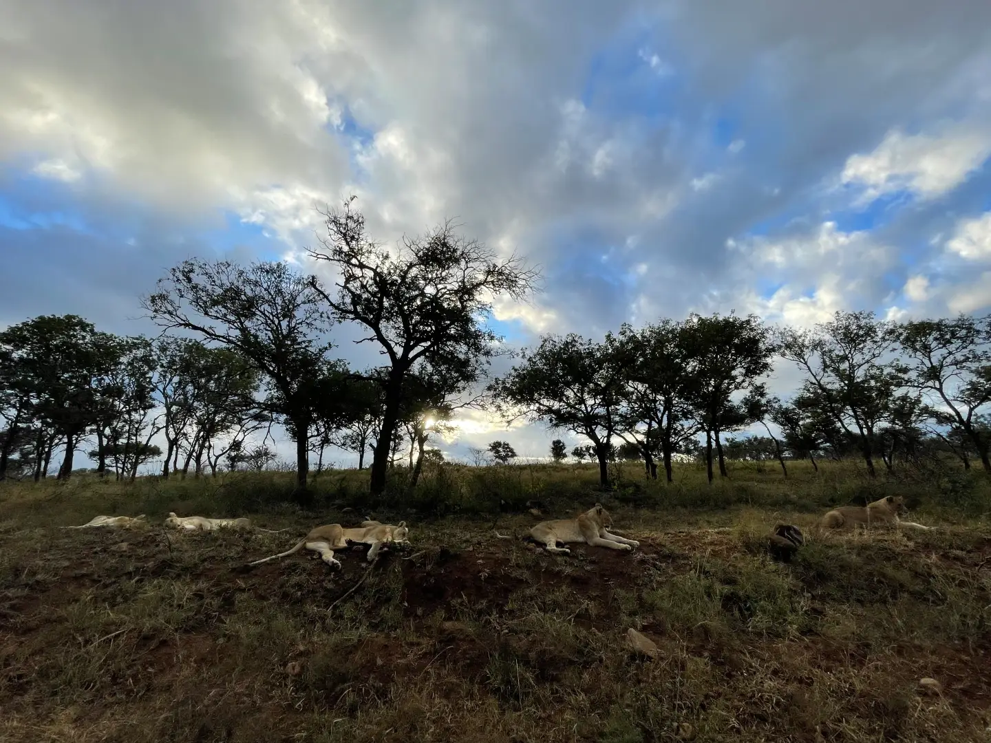 Lions resting in open grassland under acacia trees in Manyoni
